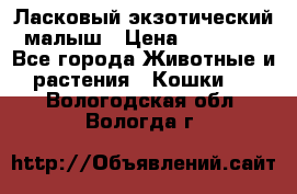 Ласковый экзотический малыш › Цена ­ 25 000 - Все города Животные и растения » Кошки   . Вологодская обл.,Вологда г.